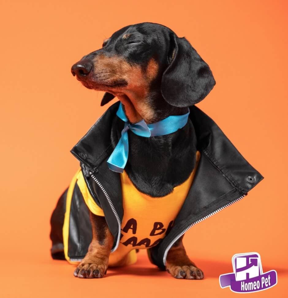 Meu cachorro pode ter câncer de próstata?