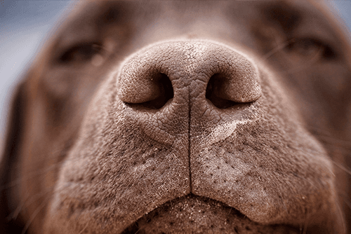 O super olfato canino