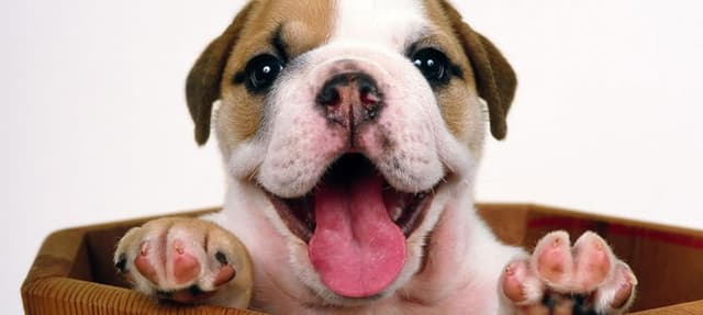 5 dicas para manter seu cão feliz