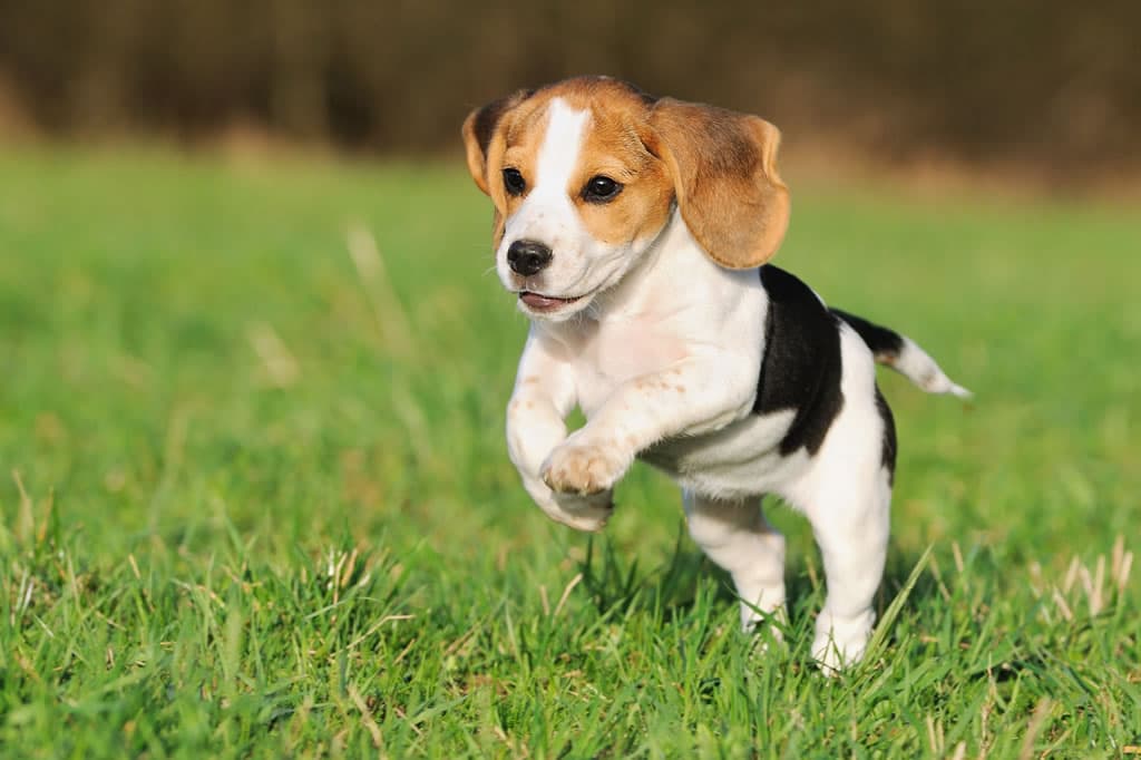 Beagle - Guia de raças