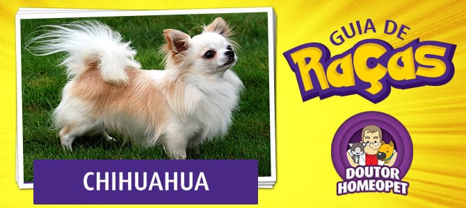 Chihuahua - Guia de raças