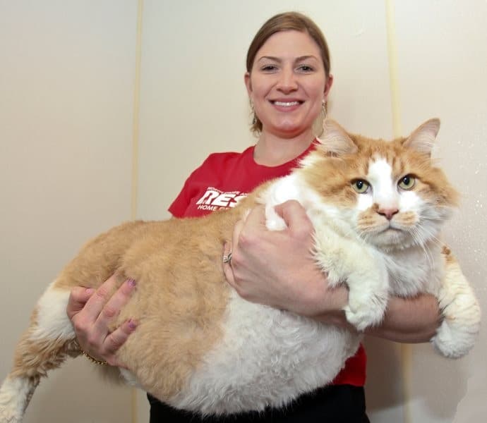 Conheça o Gato Mais Gordo do Mundo