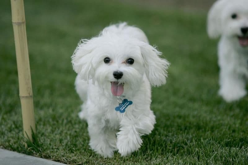 Poodle - Guia de raças