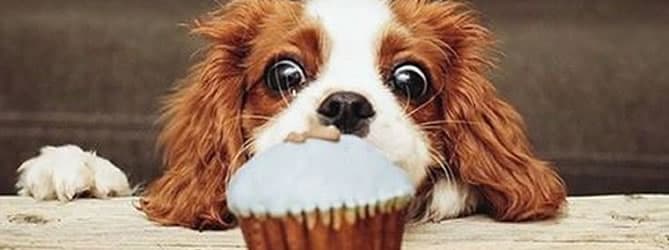 O Perigo do Chocolate Para Cães e Gatos