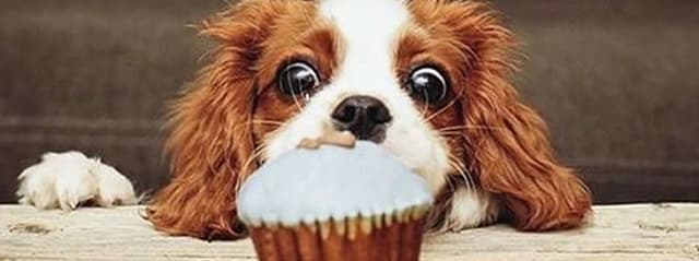 O Perigo do Chocolate Para Cães e Gatos