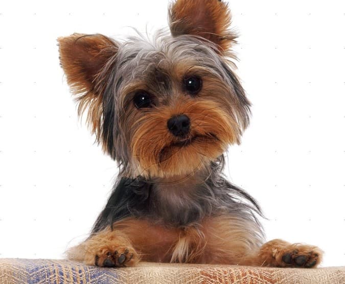 Yorkshire Terrier - Guia de raças