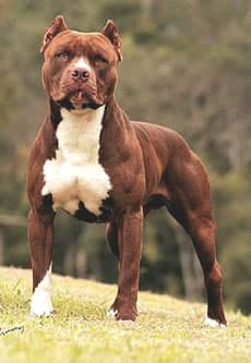 Pit bull - Guia de raças