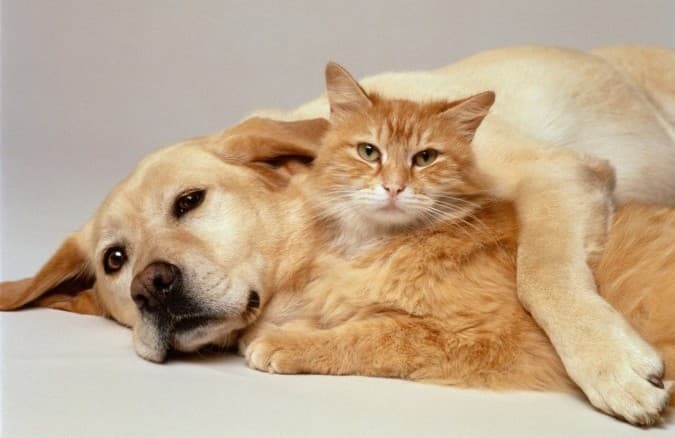 "Como cães e gatos": amizade verdadeira