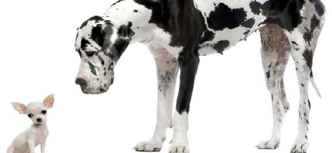 Você sabe quando os cães param de crescer?