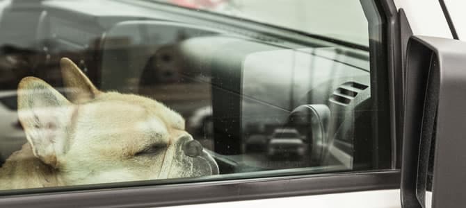 O seu Cão enjoa ao andar de carro? Entenda o porque!