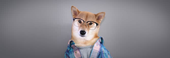 Dicas para tirar foto do seu bichinho