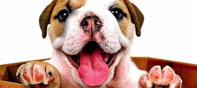 Cachorro sozinho em casa: como deixa-lo mais feliz