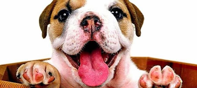 Cachorro sozinho em casa: como deixa-lo mais feliz