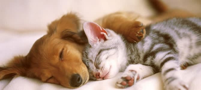 Cachorros e gatos sonham?