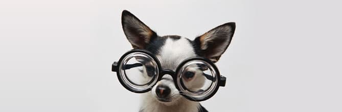 As raças de cachorro mais inteligentes