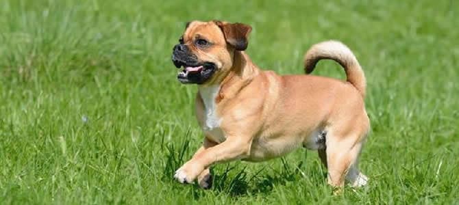 Lugares onde seu cachorro pode pegar carrapato