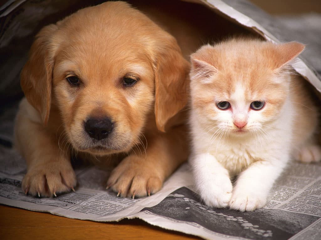 Cachorros ou gatos? Diferenças básicas de comportamento