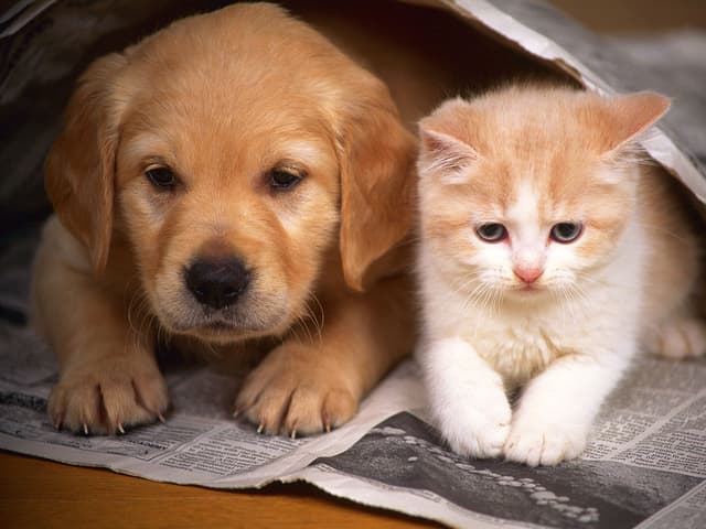 Cachorros ou gatos? Diferenças básicas de comportamento