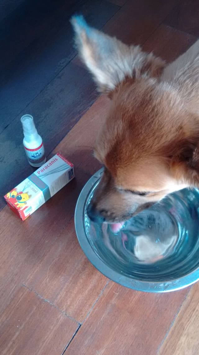 A infestação de carrapatos deve ser controlada não somente no animal, mas também no ambiente