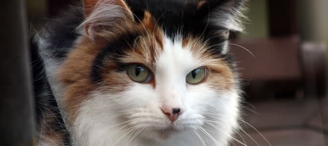 Gato tricolor é sempre femea?