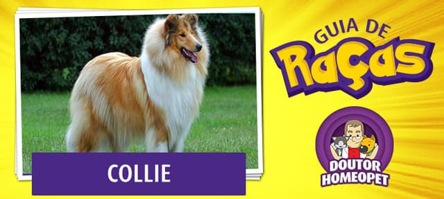 Collie - Guia de raças