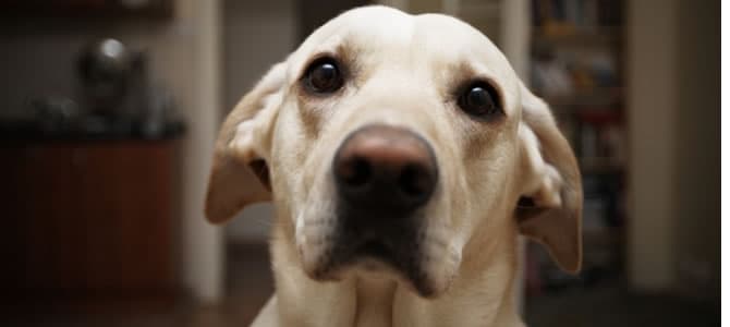 Por que meu cachorro fica me encarando?