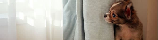 6 dicas para seu cachorro ficar sozinho em casa