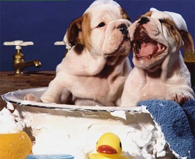 Importância do banho e tosa