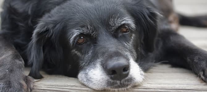 Os tempos de vida dos cães