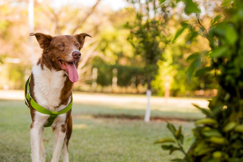 Entenda a Displasia Coxofemoral