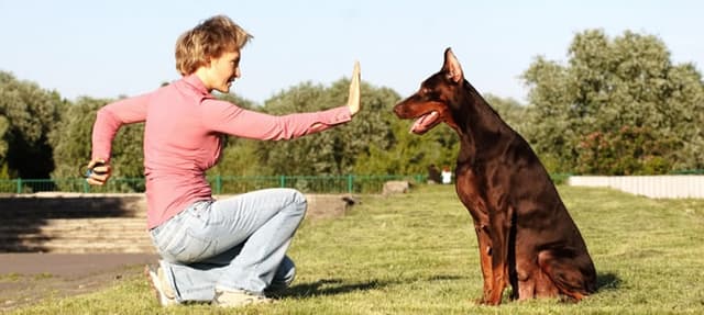 10 passos para ensinar o seu cachorro a sentar