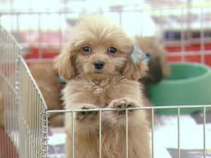 Adotar um cão? Saiba mais antes de adotar.