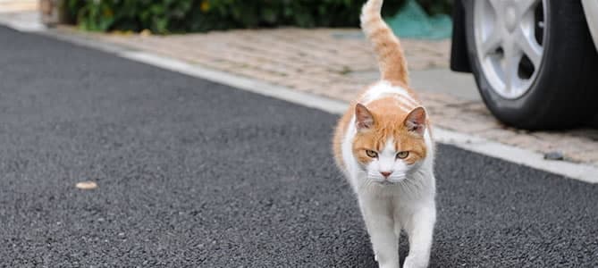 Como os gatos conseguem voltar pra casa?