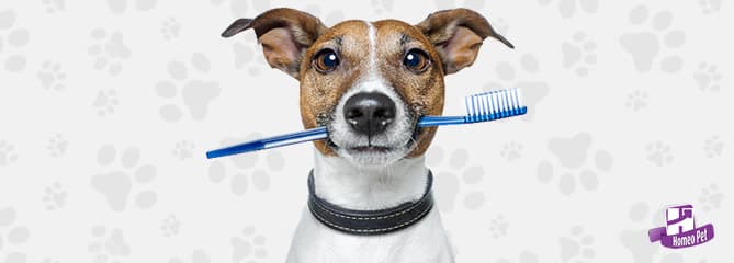 Higiene Bucal Canina