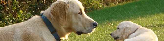 Infestação por carrapatos em cães