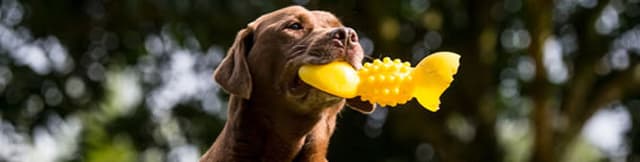 Está pensando em ter um animal de estimação? Veja se você está preparado