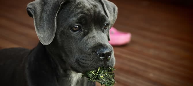 Plantas tóxicas para cães e gatos
