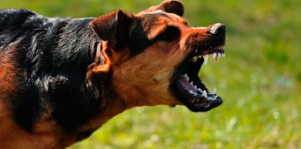 Raiva canina, saiba mais sobre ela.