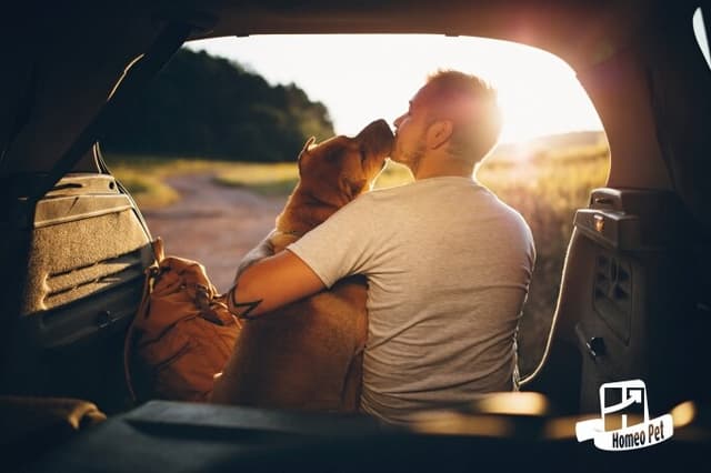 VOU VIAJAR E O QUE FAZER COM MEU PET?