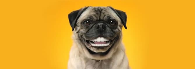 Já riu para o seu cachorro hoje?