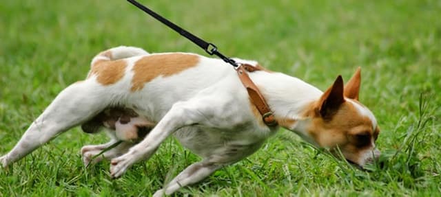 Você deixa seu cachorro cheirar tudo em volta?