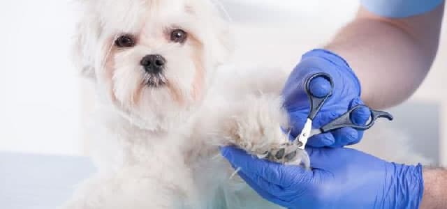 Como se faz a tosa higiênica ?