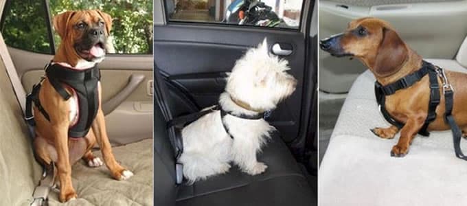 Transporte De Cães e Gatos