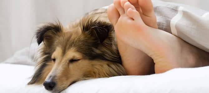 Razões pra deixar o cachorro dormir na sua cama