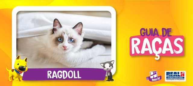 Guia de Raças: Ragdoll