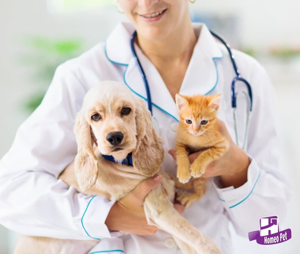 Quando devo vacinar meu filhote?