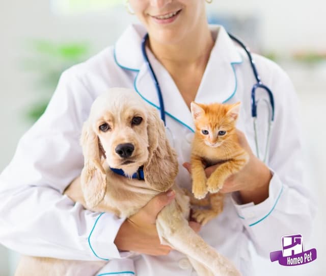 Quando devo vacinar meu filhote?