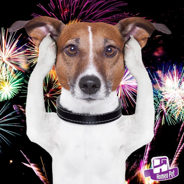 Meu cachorro morre de medo de fogos. O que fazer?