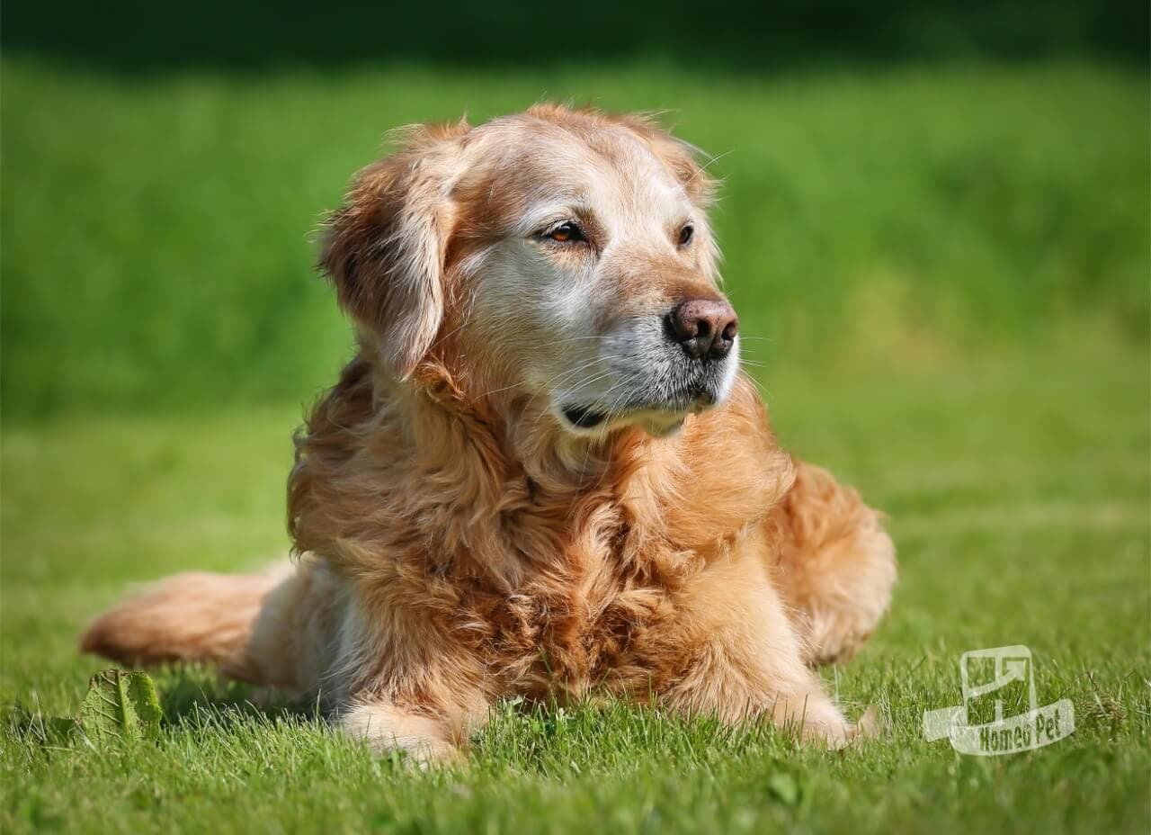 DISFUNÇÃO COGNITIVA CANINA E FELINA - O “ALZHEIMER” DO CÃO E DO GATO