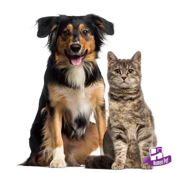 10 Sinais de Insuficiência Renal no Seu Pet